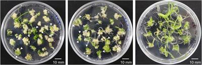 Diversity of transgene integration and gene-editing events in wheat (Triticum aestivum L.) transgenic plants generated using Agrobacterium-mediated transformation